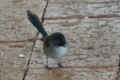 Malurus pulcherrimus