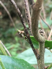 Micrathena nigrichelis