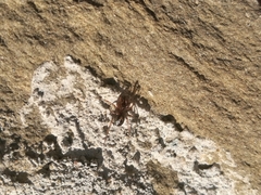 Enoplognatha mandibularis