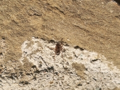Enoplognatha mandibularis