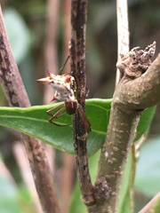 Micrathena nigrichelis