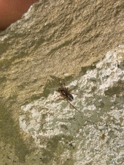 Enoplognatha mandibularis