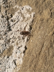 Enoplognatha mandibularis