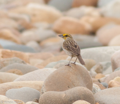 Ammodramus aurifrons