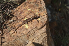 Trachylepis laevigata