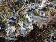 Peltigera neckeri
