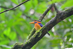 Actenoides concretus