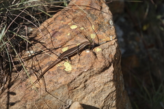 Trachylepis laevigata