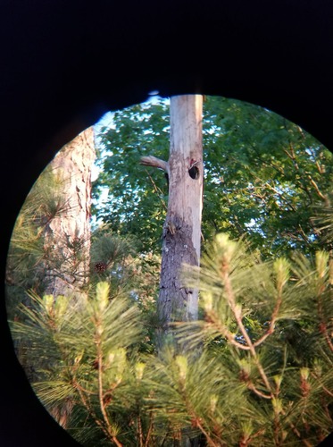 Pileated Woodpecker photographed in Georgia