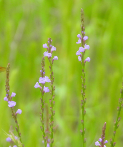 Verbena halei observed 2021-05-01