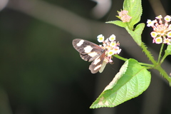 Acraea cabira
