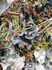Peltigera neckeri