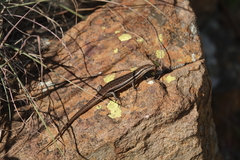 Trachylepis laevigata