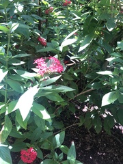 Heliconius hewitsoni