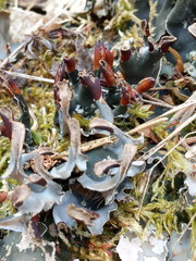 Peltigera neckeri