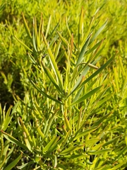 Leucadendron salignum