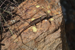 Trachylepis laevigata