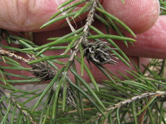 Adelges lariciatus