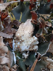 Peltigera neckeri