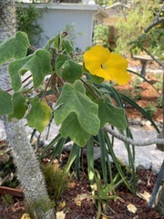 Uncarina grandidieri