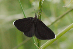 Odezia atrata