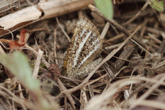 Isturgia limbaria