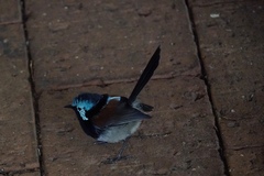 Malurus pulcherrimus