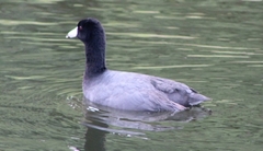Fulica americana