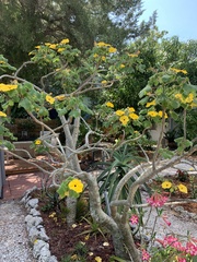Uncarina grandidieri