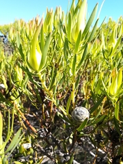 Leucadendron salignum