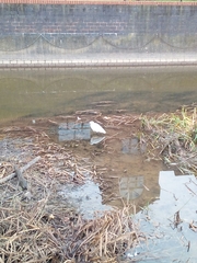 Egretta garzetta