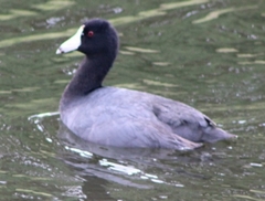 Fulica americana