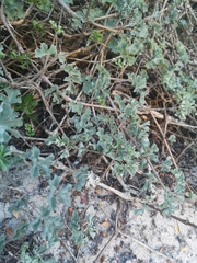 Pelargonium gibbosum
