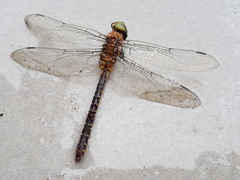 Anax guttatus