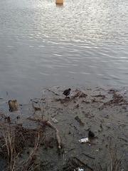 Gallinula chloropus