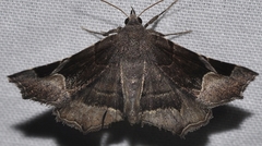 Zethes insularis