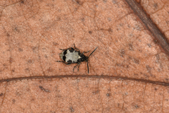 Bruchidius marginalis