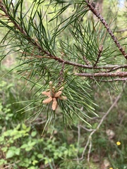 Pinus pungens