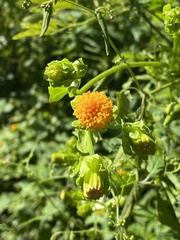 Senecio helminthioides