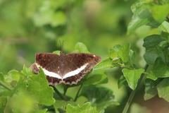 Eurytela hiarbas angustata