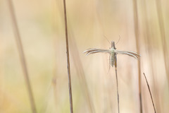 Merrifieldia tridactyla