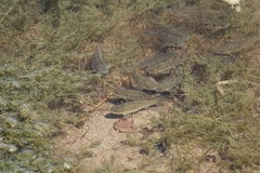 Cyprinodon macularius