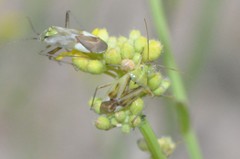 Reuterista instabilis