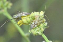 Reuterista instabilis