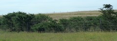 Vachellia karroo