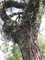 Microgramma mortoniana