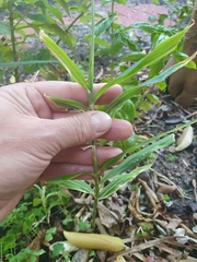 Zingiber officinale