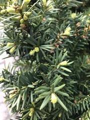 Taxus baccata