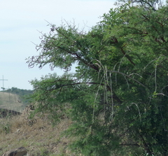 Vachellia karroo