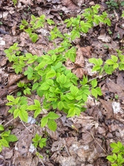 Rubus idaeus